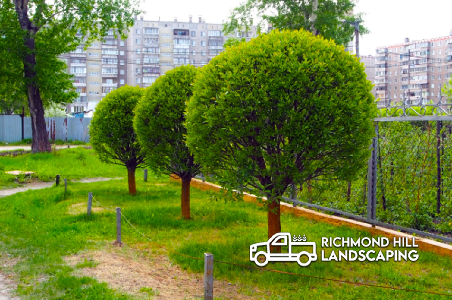 Tree Removal Richmond Hill